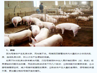 养母猪一定会遇到的7大问题？