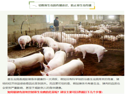 【养猪小知识】做好三步，驱虫工作轻松应对！