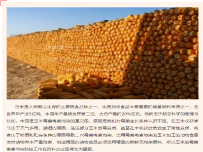 玉米为什么容易发霉？霉变玉米有何危害？