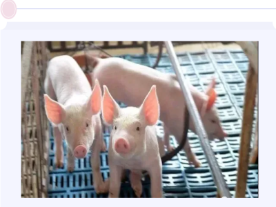 猪咬尾症有哪些危害呢?