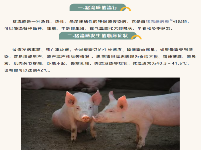温差变化大，务必严防猪流感！