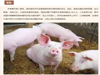 冬季猪防寒保暖的小窍门