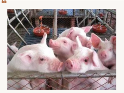 乳猪体质差，问题究竟出在哪？