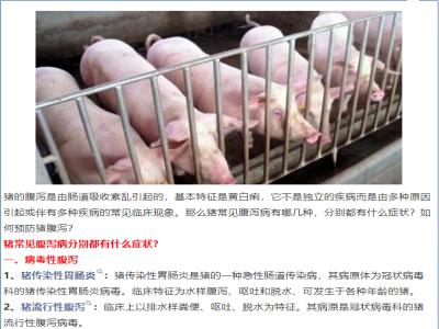 猪常见腹泻病分别都有什么症状？如何预防猪腹泻？