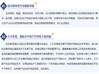 这些猪一定要淘汰，否则猪场会损失！