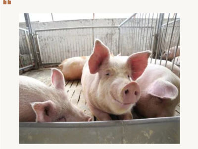 母猪饲喂记住这3个“不喂”！