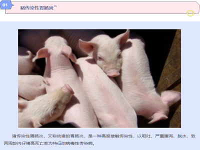 这六种猪病，常引发猪呕吐，提前预防很重要！