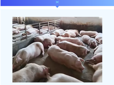 冬季猪场呼吸道疾病该如何防治？