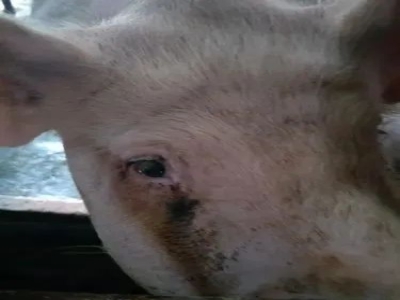 【霉菌知识】养殖人一定要观察母猪是否有泪癍问题，后果很严重