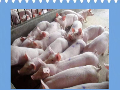 冷空气来袭，猪场如何做好猪场御寒管理？