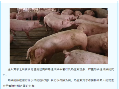 高温“偷袭”母猪怎样才能躲过高温热应激？