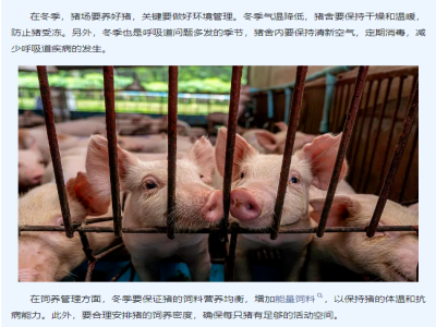 【养猪管理】冬季如何养好猪