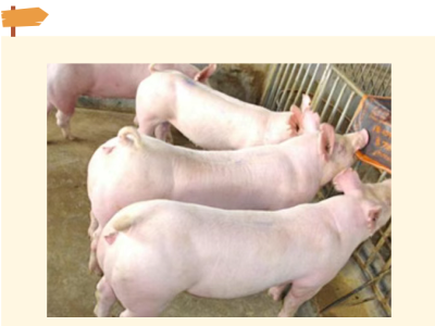 营养撑起生猪抗病力的“保护伞”，不可忽视！