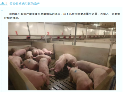 引起母猪流产的几大因素，你都知道吗？