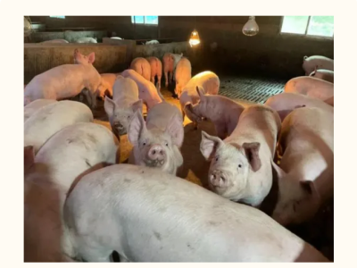 冬季猪难养，冬天怎么喂猪才长得快？