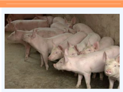 猪后腿突然瘫痪？可能是这几种病，早发现早治疗！