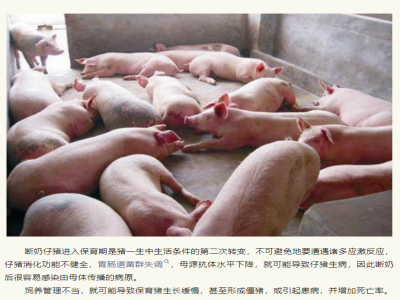 想要小猪少生病？养殖朋友们需要重视的4点！