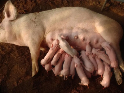 【养猪技巧】白酒对母猪好处多多？夏季用了还能预防中暑？