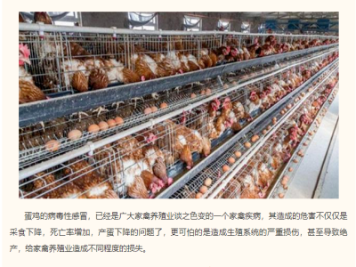 养鸡课堂 I 冬季蛋鸡病毒性感冒，如何有效防治？
