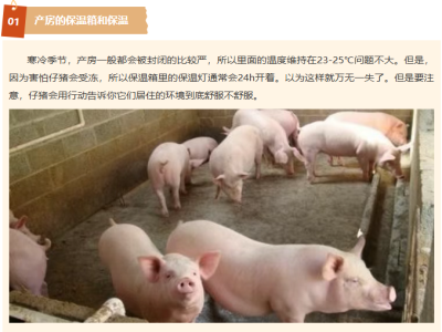 冬季养猪5个细节要做好！