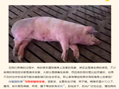 猪身上为什么会发紫？哪些疾病会导致猪发紫？