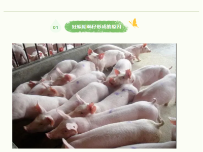 养猪场出现弱小仔猪的原因是什么？