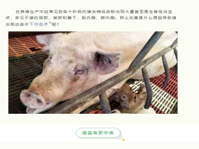 这6种病皮肤都会出现大量出血点，你能分清吗？