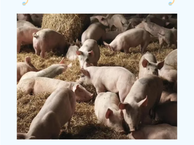 仔猪保温，一年四季都必须做好！能有效预防猪腹泻？