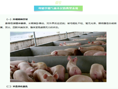母猪孕期气血不足，怎么补？