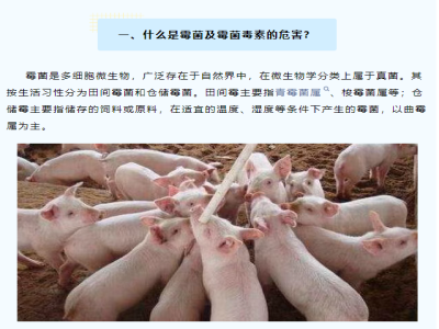霉菌毒素——猪场健康“隐形杀手”