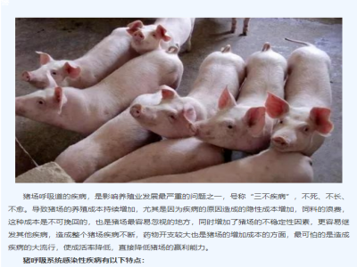 猪群呼吸道疾病有哪些特点？如何防治？