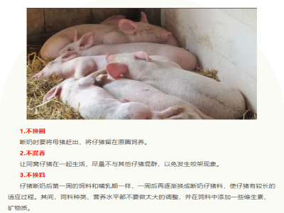仔猪断奶“七不”法则，养猪人不可错过！