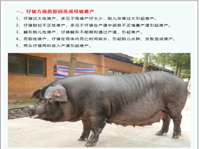 哪些原因能造成母猪难产你知道吗