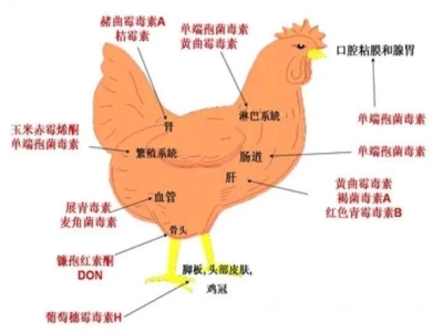 【霉菌知识】养鸡也得重视霉菌毒素，危害很大！