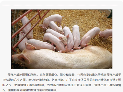 母猪产后子宫恢复情况你懂吗？