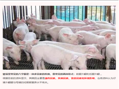 猪场里常见的八字腿是什么原因？