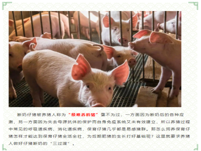 【养猪课堂】如何做好仔猪断奶的“三过渡”