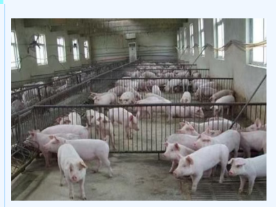 为什么你的母猪总是养不好？这四大“隐形杀手”在作祟！