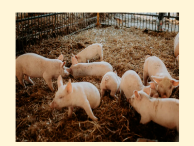 猪场常见应激有哪些？