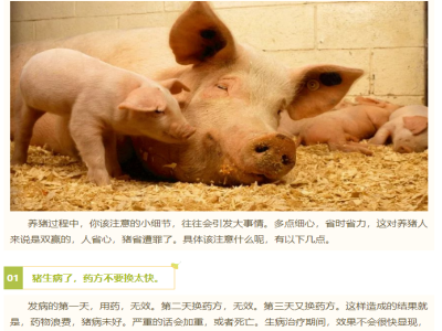 养猪的这7大忌讳，你需要注意一下！