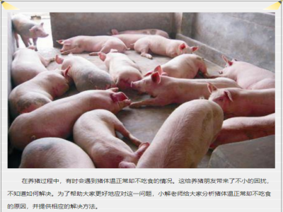 猪体温正常就是不吃食，该如何解决？