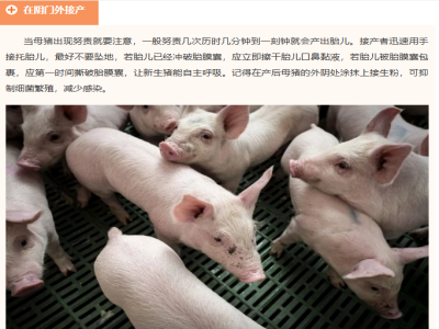 母猪顺产的“四阶段”，需要知道哪些注意哪些？