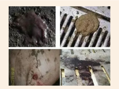 当前中大猪血便、拉稀，请你警惕这个病！