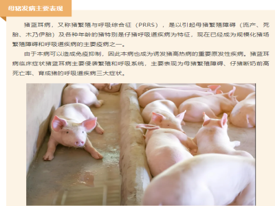 猪蓝耳病为什么如此难以控制呢？关键在这里！