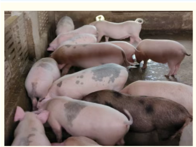 引起猪猝死的几种常见疾病