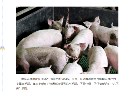 仔猪断奶“八不做”原则