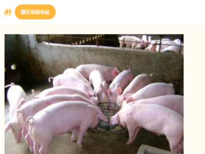 【养猪技巧】秋季，病毒活跃高发，养猪一定要注意疾病防控！