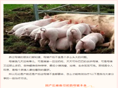 对于母猪产后不食，你应该知道的防治方法