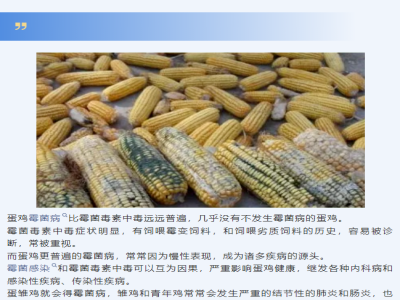 【霉菌知识】霉菌毒素对鸡的危害，早发现早预防！