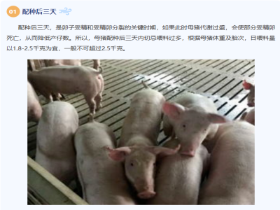 母猪孕期至分娩：三个关键“三天”不容忽视